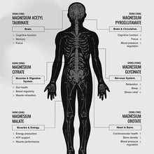 Load image into Gallery viewer, Switch Nutrition | MULTI-MAG PERFORM CAPS